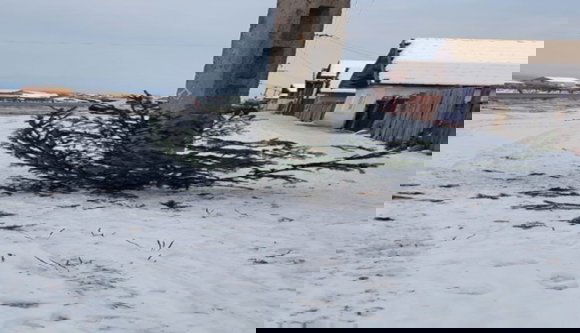 Kétszer is ellopták az önkormányzat által állított karácsonyfát az egyik erdélyi városban