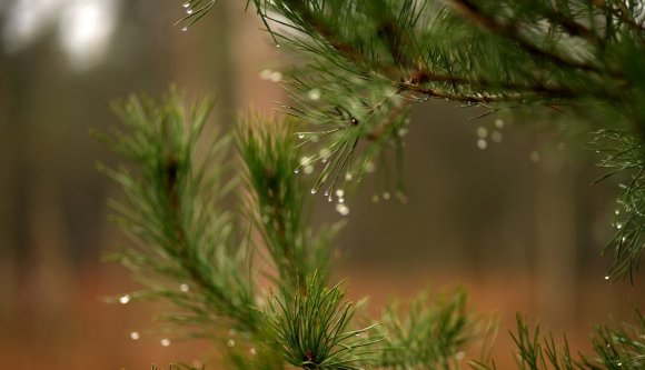 Még várat magára az igazi tél: enyhe napokra, nyirkos időre számíthatunk a következő négy hétben
