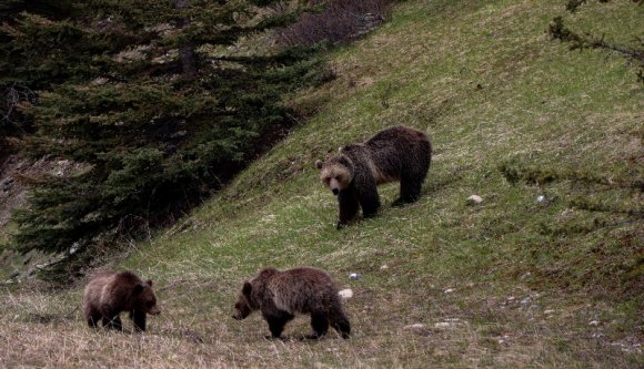 Az addig rendben van, hogy befogják a problémás medvéket, de mi van, ha nincs hova elszállítani őket?