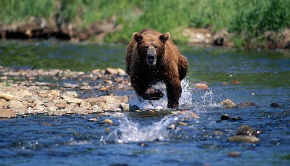 Nagyon úgy néz ki, hogy embert ölt a medve a Székelyföldön