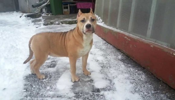 Ejha: egy év letöltendő börtönbüntetést szabtak ki egy kutya megöléséért