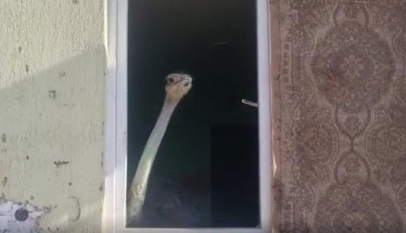 Struccot tartott a garzonlakásában, rendőrt hívtak rá a szomszédok (VIDEÓval)