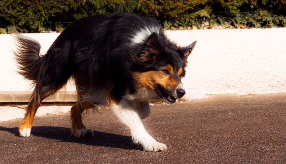 Őrizetbe vették a gyermekre támadó nyolc kutya gazdáját. A vádak egyre súlyosabbak ellene