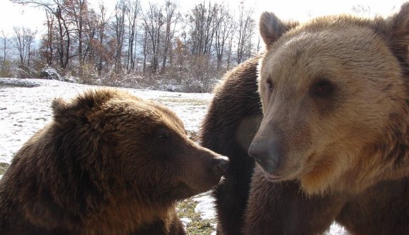 Unatkozik? Lepje meg kedvesét egy medvével Bálint-napra!