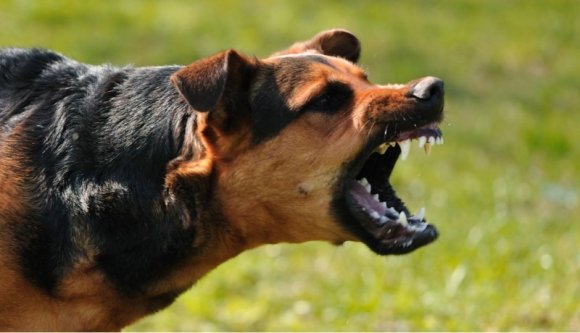 Nyolc kutya esett neki egy iskolából hazatartó kisfiúnak Sepsiszentgyörgyön