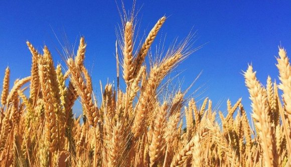 Aratásig van elég búzánk, de így is nehéz lenne megmondani, meddig drágul a kenyér