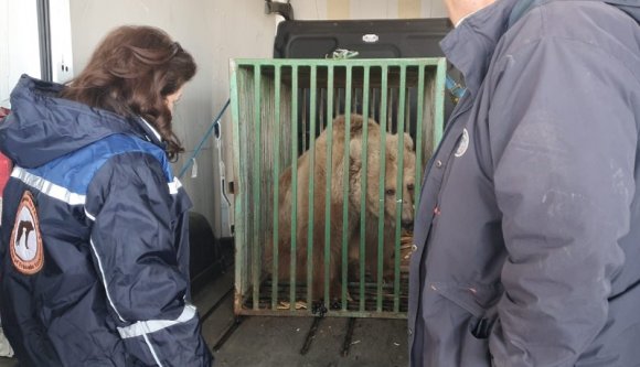 Nem a háború elől, de hozzánk menekült Masha, az ukrán cirkuszi medve