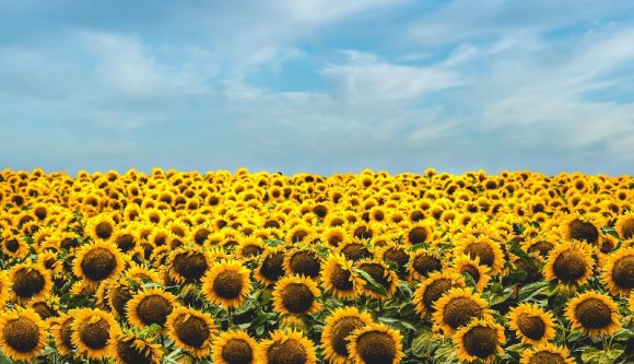 A manelisták és Kukorica Jancsi örülhetnek: mi vagyunk az EU napraforgó- és kukoricakirályai