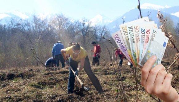 Ha kihasználatlan földjei vannak, ültessen rá erdőt! Az állam húsz évig fizet érte