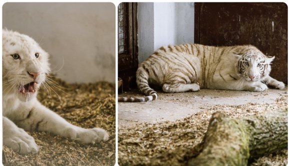 Ismerje meg Indirát és Adelinát, a Nagy Erdő két szégyenlős sztárját