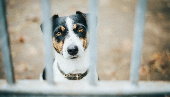 Megrúgta Csöpit? Vigyázzon, nehogy lecsukják 7 évre