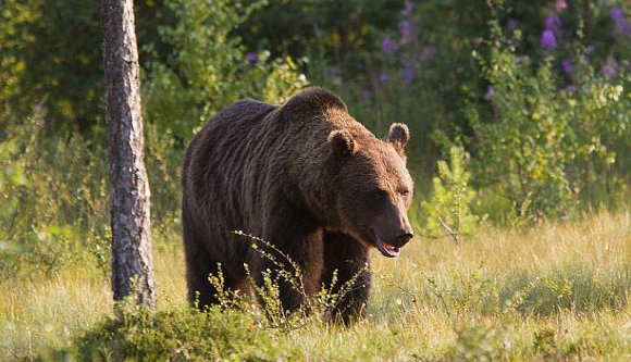 Húsvéti tragédia: gyermekekre támadt a medve Szeben megyében