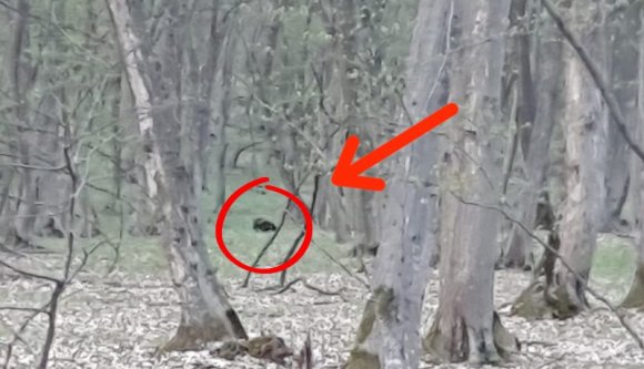 Medvére hasonlító objektumot láttak Kolozsvár tőszomszédságában