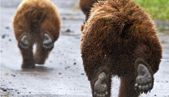 Medvebűnözéssel indult ez a tavaszi hónap is (VIDEÓval)