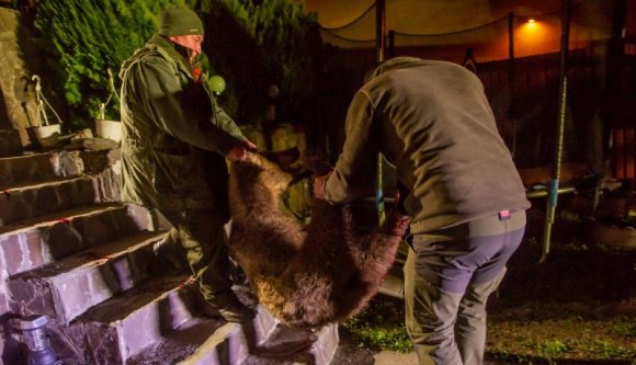 Kilőtték a fiatal medvét, amelyik az istennek sem akart elszakadni Parajdtól