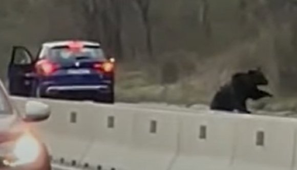Két autó is elcsapott egy, a főúton kóricáló medvét, mégis be tudott menekülni az erdőbe (VIDEÓval)