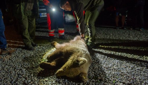 Két lakóház között hozta világra utódait egy agresszívvé vált anyamedve Marosfőn – lelőtték