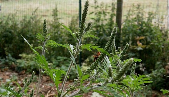 A gatyája is rámehet, ha nem irtja ki a parlagfüvet a földjéről