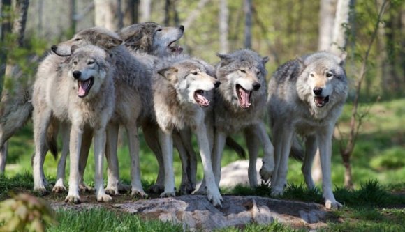 Egy teljes juhnyájat elpusztítottak a farkasok Fehér megyében