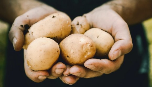 Egy év alatt másfélszeresére nőtt a krumpli ára, de messze nincs még vége a rémálomnak
