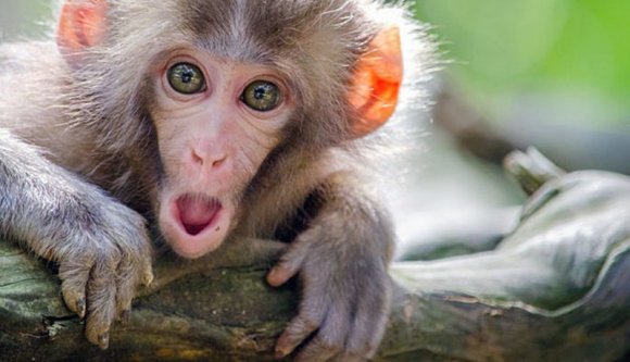 BRÉKING! Nem fogja elhinni, hány új majomhimlős eset volt az elmúlt héten Romániában!