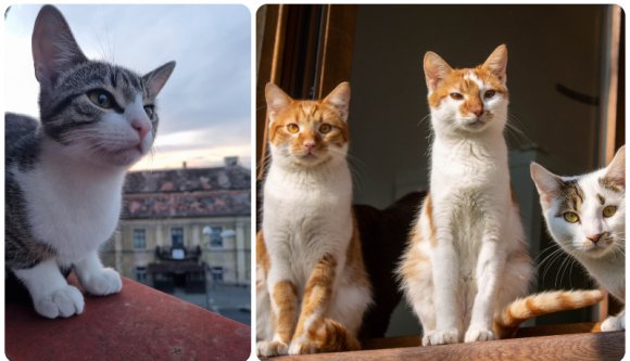 Macskaparadicsom lett Nagyszebenből, amióta megoldódott a kóborkutya-probléma