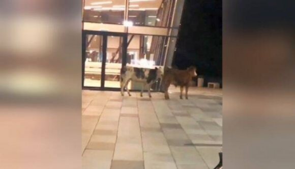 Az ember húzza a bőröndjét a reptéri terminálon, erre megjelenik két laza tehén (VIDEÓval)