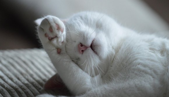 Döglött macskát láttak egy ázsiai vendégmunkásnál Kolozsváron, ráküldték az állatrendőrséget