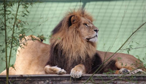 Egy hónapon belül ez már a második RO-Alert riasztás, amely oroszlánveszélyre figyelmeztet