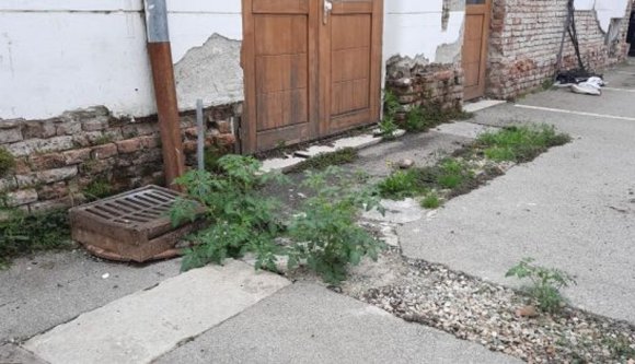 Paradicsom nő a városháza udvarán az egyik megyeszékhelyen, de nem azért, mert az önkormányzat a háztáji biogazdálkodást népszer