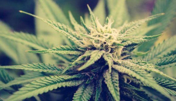 Nincs kivel beszélni az orvosi marihuána romániai legalizálásáról: három éve porosodik egy erről szóló terv valahol a parlamentb