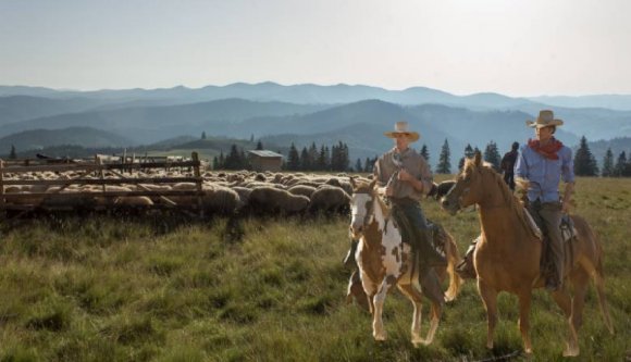 Ez ám a vadkelet: több mint száz juhot és kecskét lopott két enyves kezű vidéki „cowboy”
