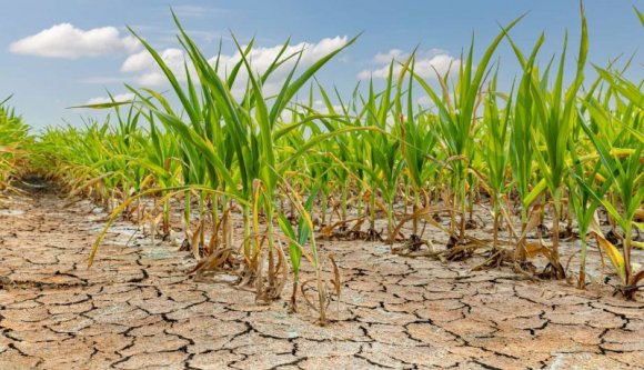 Ez csúnya: már több mint 400 ezer hektár termőterületet sújtott az aszály