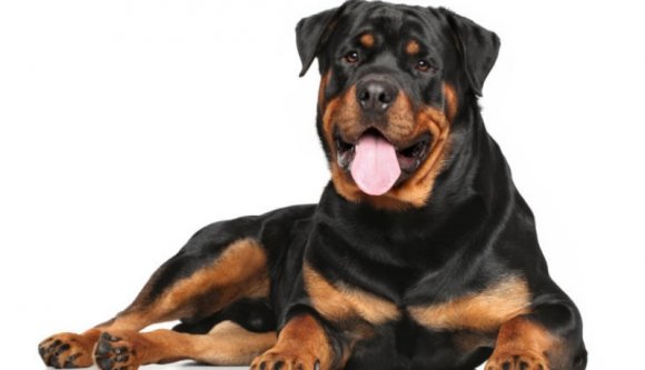 Felakasztotta rottweilerét egy erdőben, készülhet a börtönre egy bihari férfi