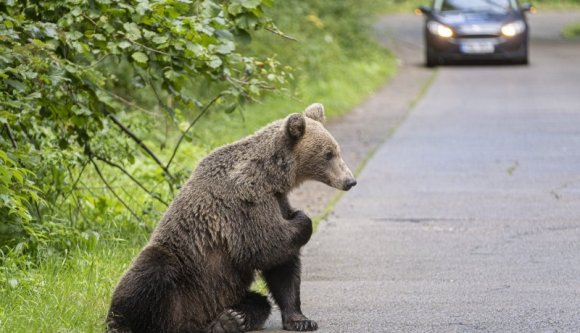 Kitiltás vár azokra a felelőtlen turistákra, akik medvét etetnek a Szent Anna-tó környékén (VIDEÓval)