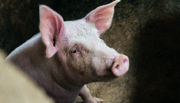 Odavan a sertéskarajért? Akkor rossz híreink vannak…