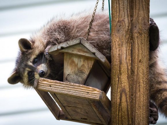 Unatkozik? Vásároljon mosómedvét! Egy család kipróbálta, nem lett jó vége