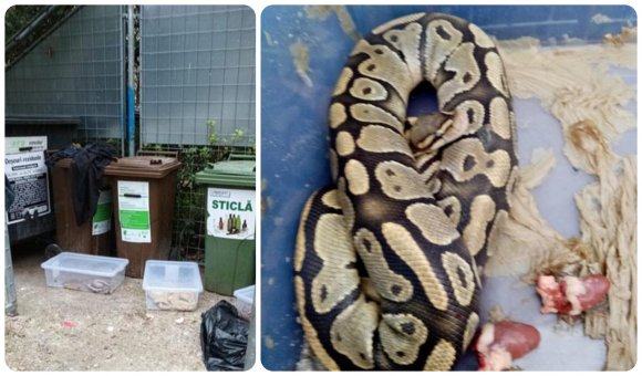 Normális? A lakótelepi szemeteskukáknál hagyta megunt pitonjait egy váradi fiatal