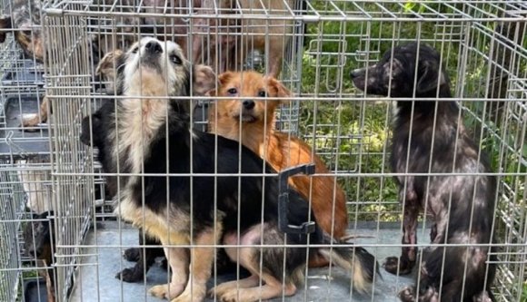 Máramaros megye legkelendőbb exportcikkei közé valamiért a kutyák és a macskák is bekerültek