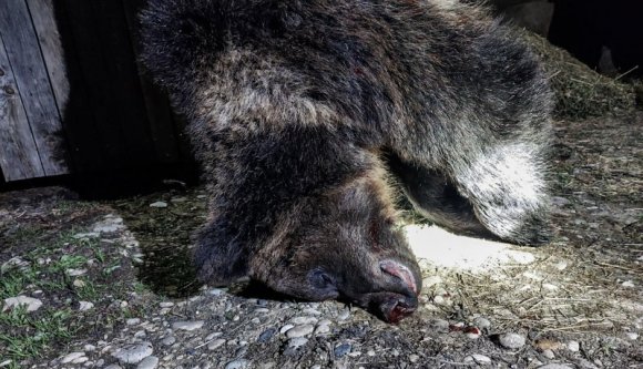 Juhhúst vacsorázott a medve Székelymuzsnán, oktatási segédeszköz lesz belőle