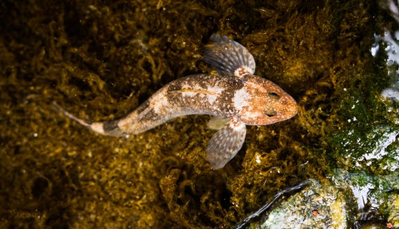 Azt tudta, hogy a világ legritkább halfaja kizárólag Románia egyik folyójában él? (VIDEÓval)