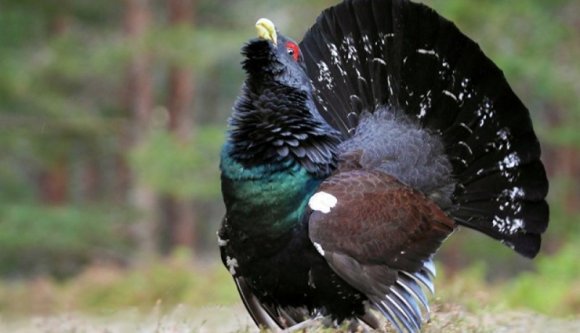 Itt az újabb környezetvédelmi botrány: a siketfajdvadászat (FRISSÍTVE)