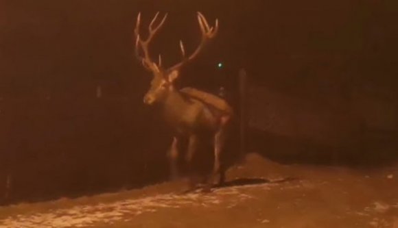 Szarvas okozta egy autós halálát a Székelyföldön