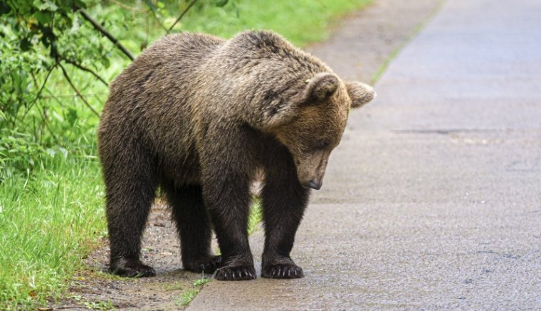 A medve nem elégedett meg a disznóval, a gazdára is rátámadt