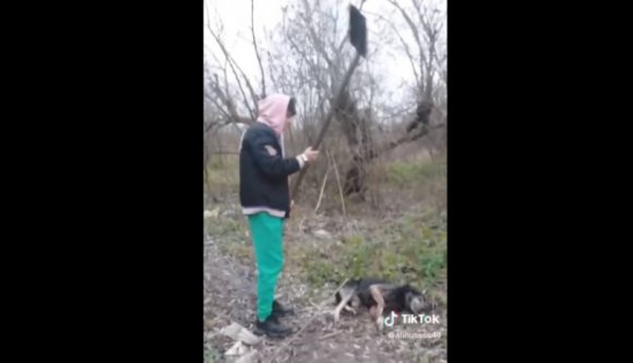 Lapáttal vert agyon egy kutyát, le is videózta – hét év börtönt kaphat egy máramarosi fiatal