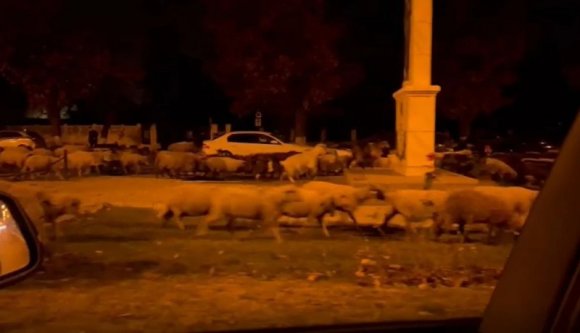 Juhnyáj legelte le a bukaresti rendőrakadémia elé ültetett virágokat