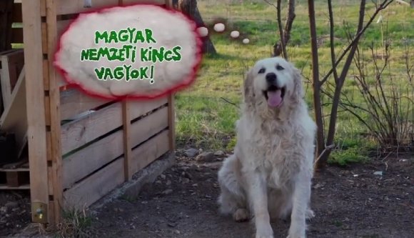 Erdélyben a magyar nem a lovak, hanem a kutyák nyelve