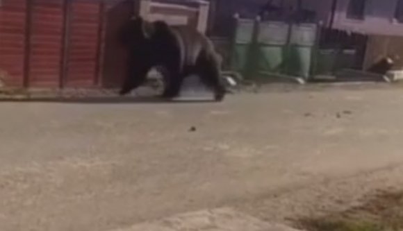 Nagytestű medve okozott riadalmat fényes nappal egy Maros megyei településen (VIDEÓval)