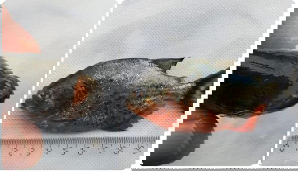 Hogy kerülhetett piranha a Sebes-Körösbe?