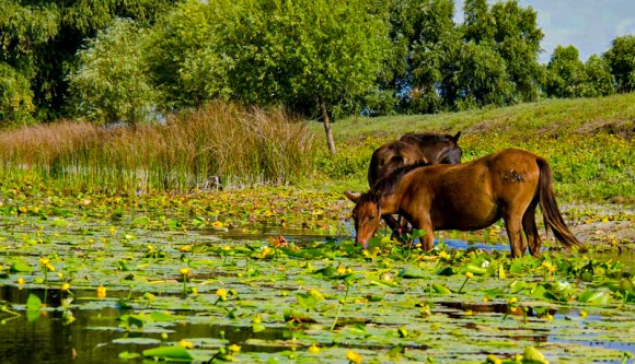 Karácsonyi csemegeként értékesítik a Duna-delta elvadult patásait? Állatvédők riadóztatták a rendőrséget